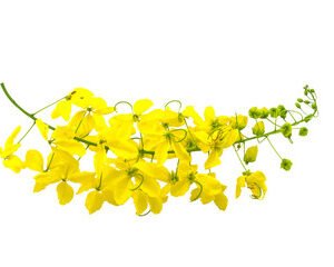 Cassia Fistula / Golden Shower ( Konnapoo/Kanikonna)  - 1 small bunch