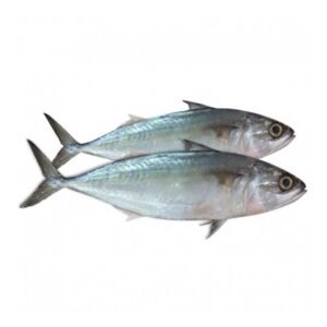 Indian Mackerel